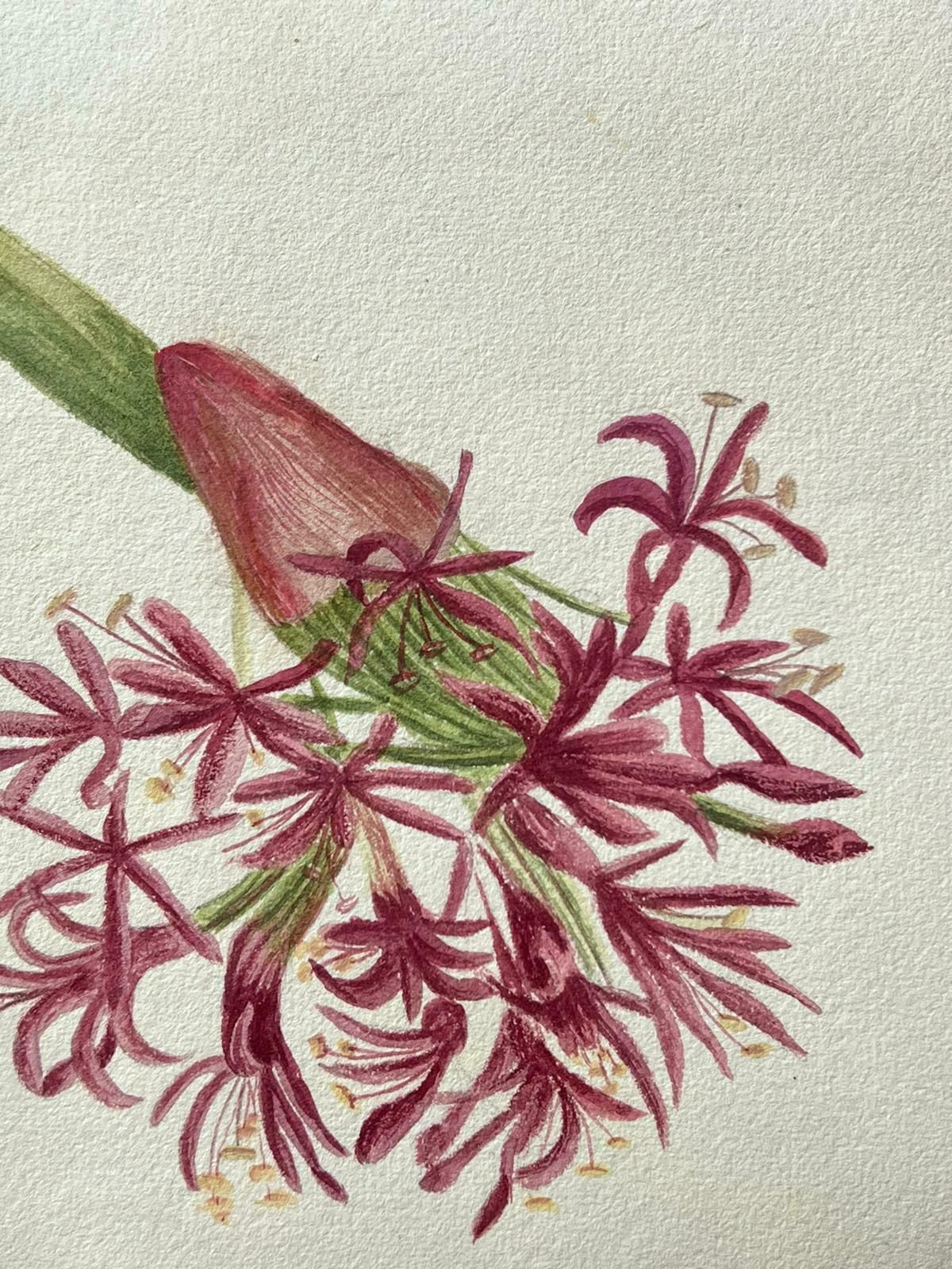 Caroline Worsleyfine Antique British Botanical Painting Pink Amaryllis Flowerc.1900's photo furniture