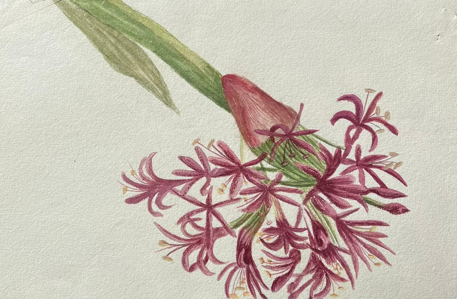 Caroline Worsleyfine Antique British Botanical Painting Pink Amaryllis Flowerc.1900's photo for sale