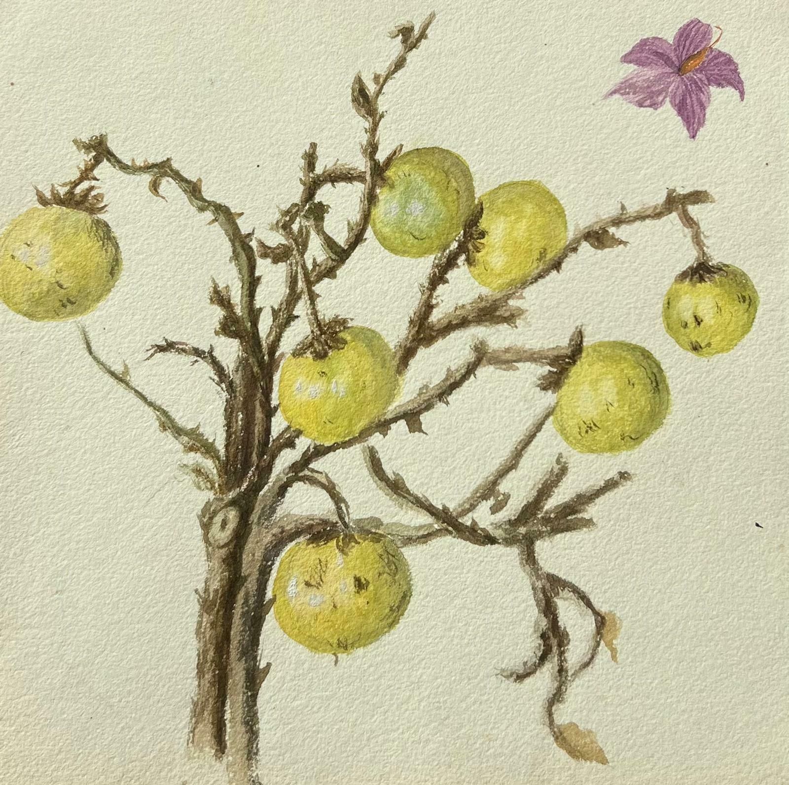 Caroline Worsleyfine Antique British Botanical Painting Wild Gooseberries On Vine Plantc.1900's