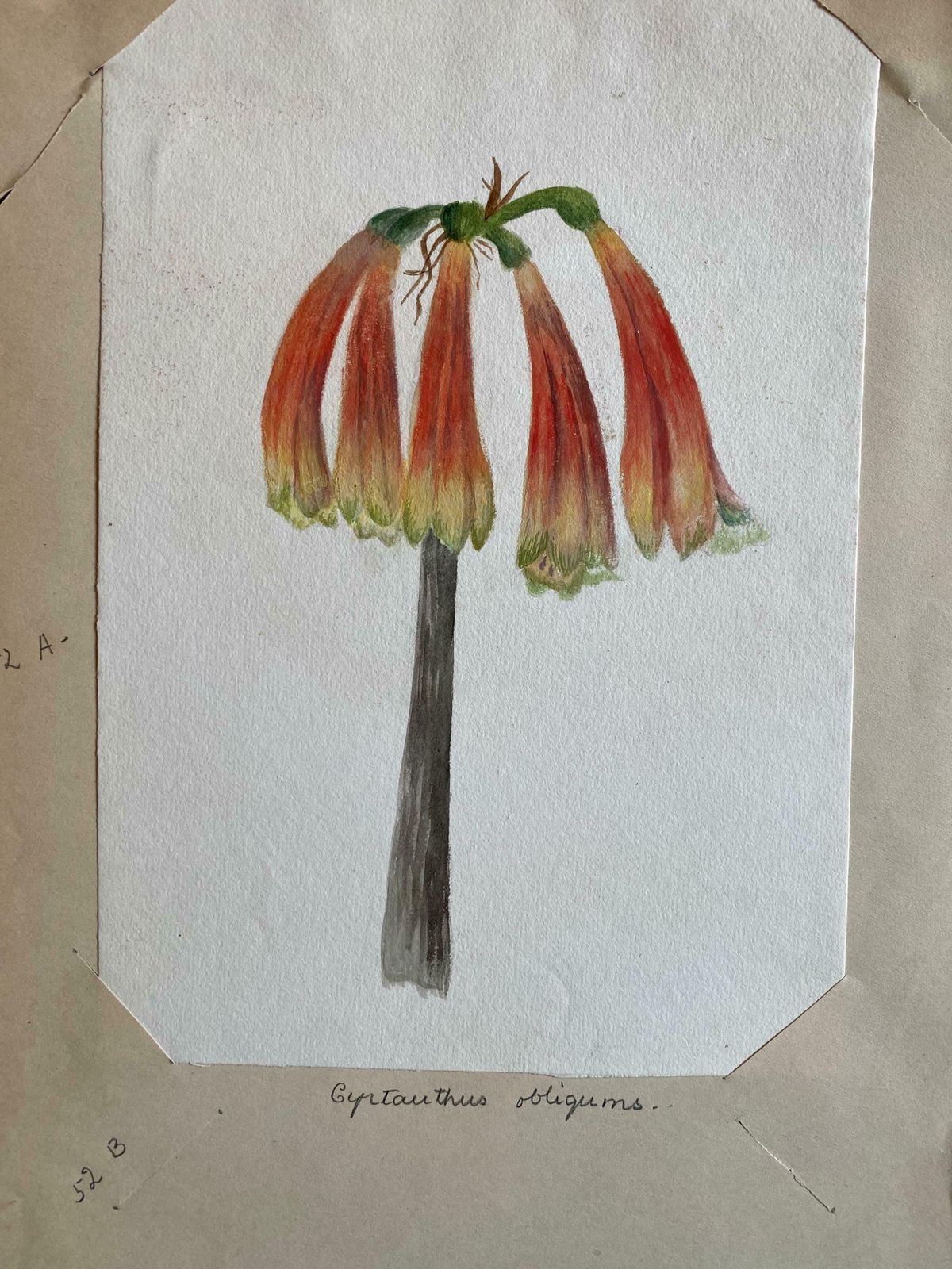 Caroline Worsleyfine Antique British Botannical Watercolour Painting, Circa 1900's C.1900's photo for sale
