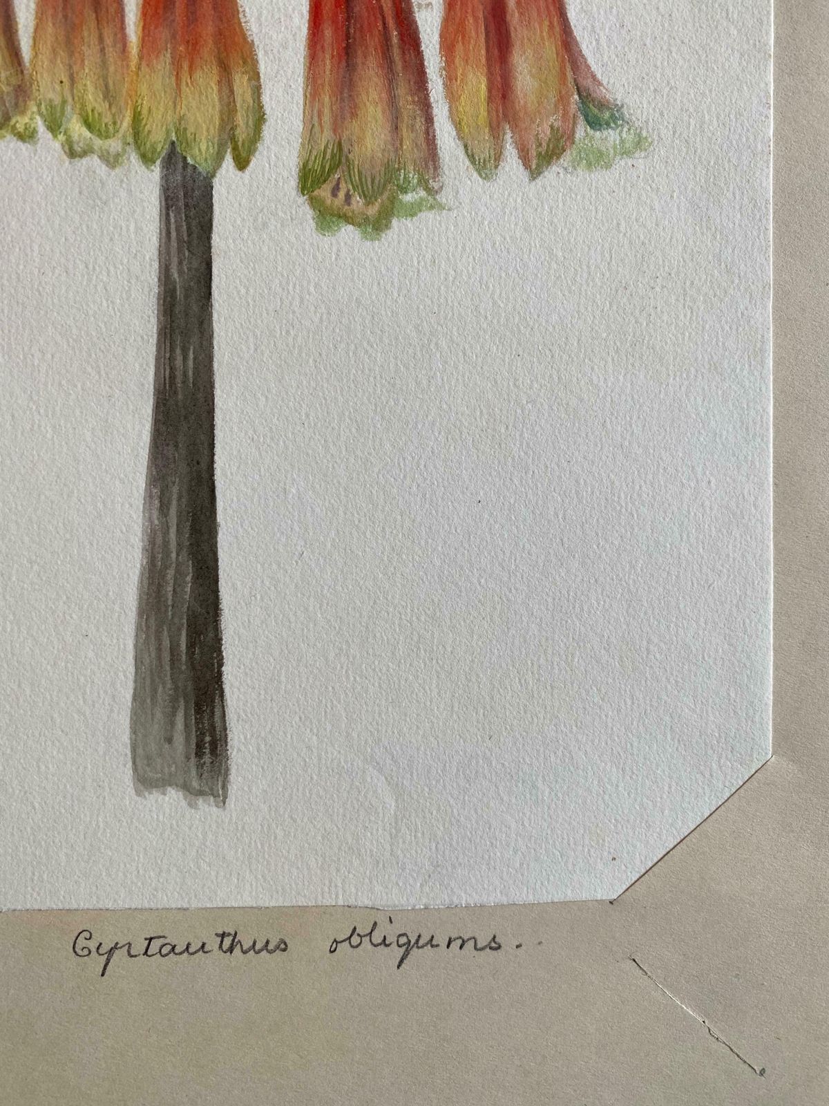 Caroline Worsleyfine Antique British Botannical Watercolour Painting, Circa 1900's C.1900's photo Art