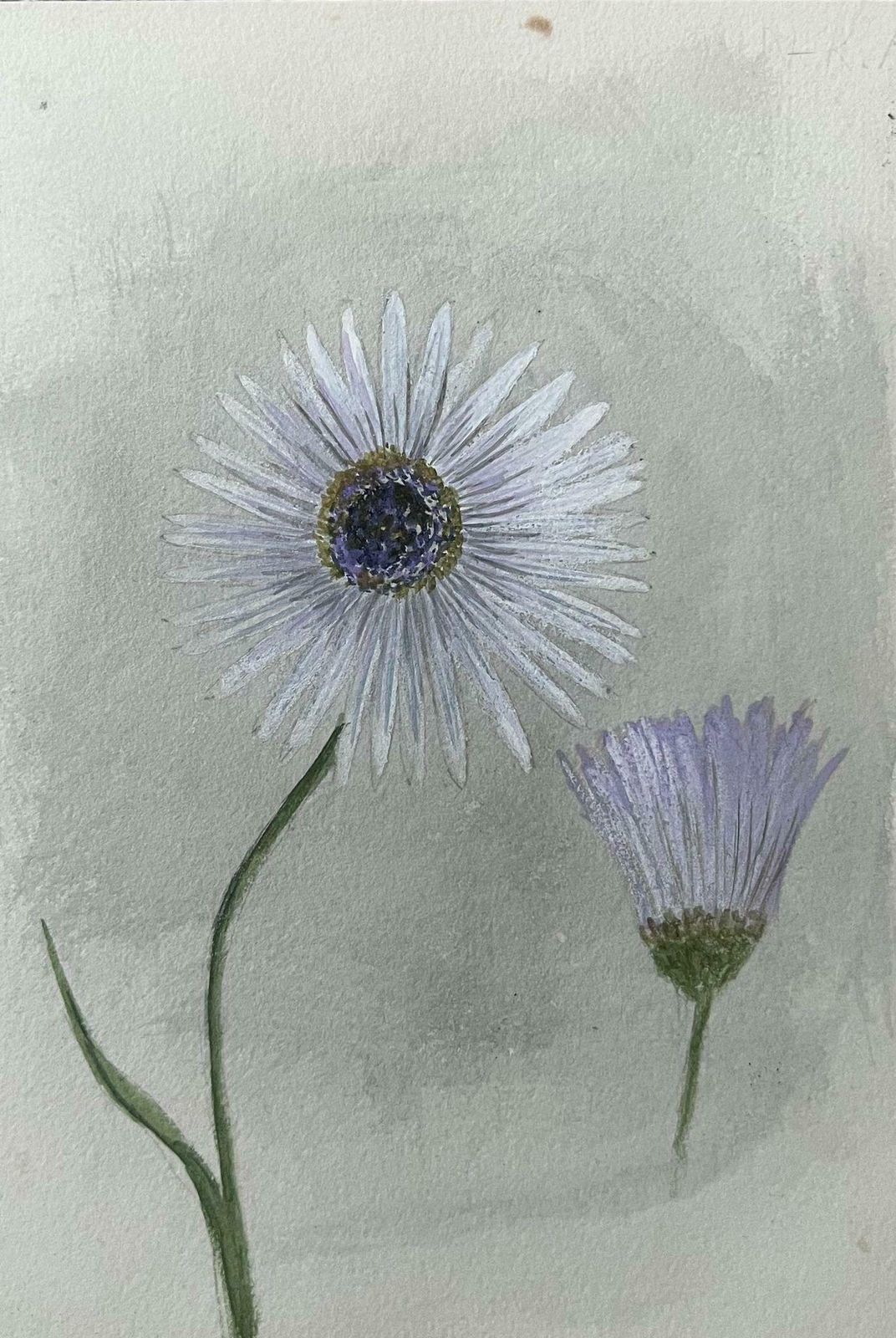 Caroline Worsleyfine Antique British Botanical Painting White Stem Flower And Purple Plantc.1900's photo for sale