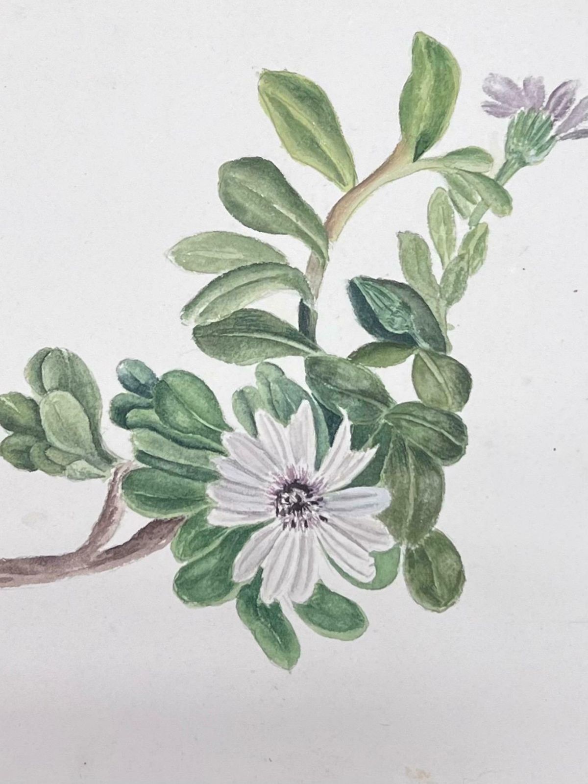 Caroline Worsleyfine Antique British Botanical Watercolour Painting White Dimorphotheca Flowerc.1900's photo for sale