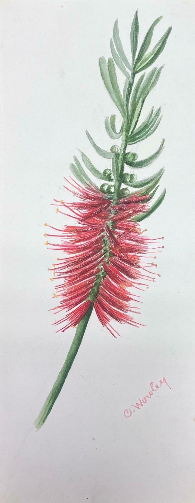 Caroline Worsleyfine Antique British Botanical Watercolour Painting Red Bottle Brush Flowerc.1900's