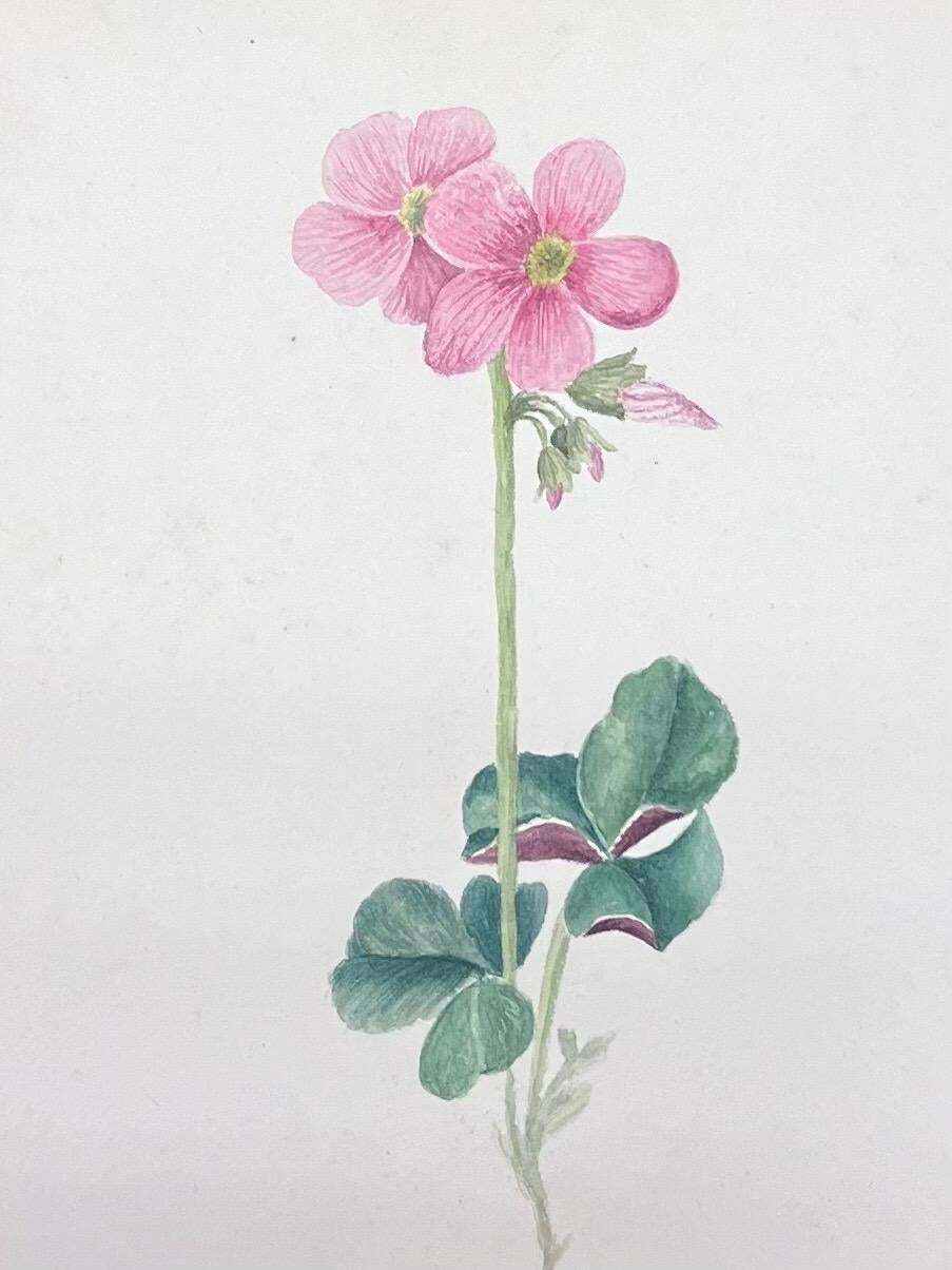 Caroline Worsleyfine Antique British Botanical Watercolour Painting Pink Oxalis Flowerc.1900's photo furniture