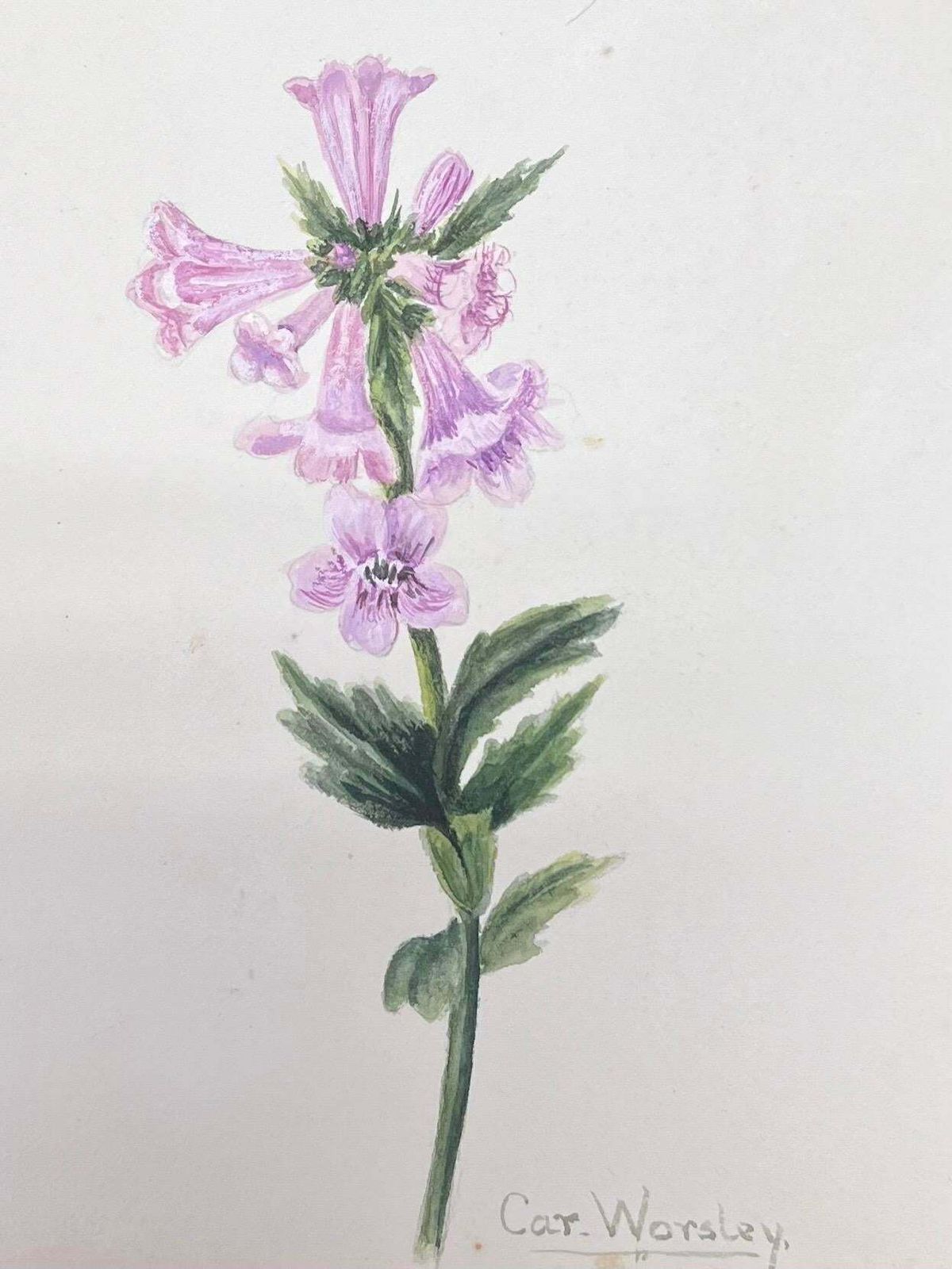 Caroline Worsleyfine Antique British Botanical Watercolour Painting Pink Trillium Flowerc.1900's photo furniture