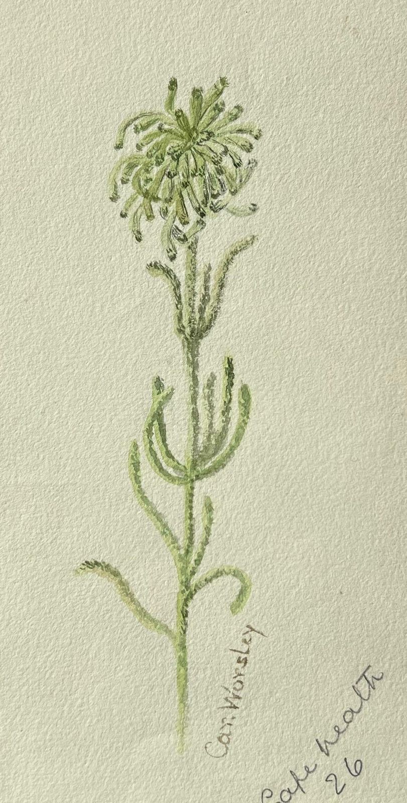 Caroline Worsleyfine Antique British Botanical Painting Green Tall Plantc.1900's