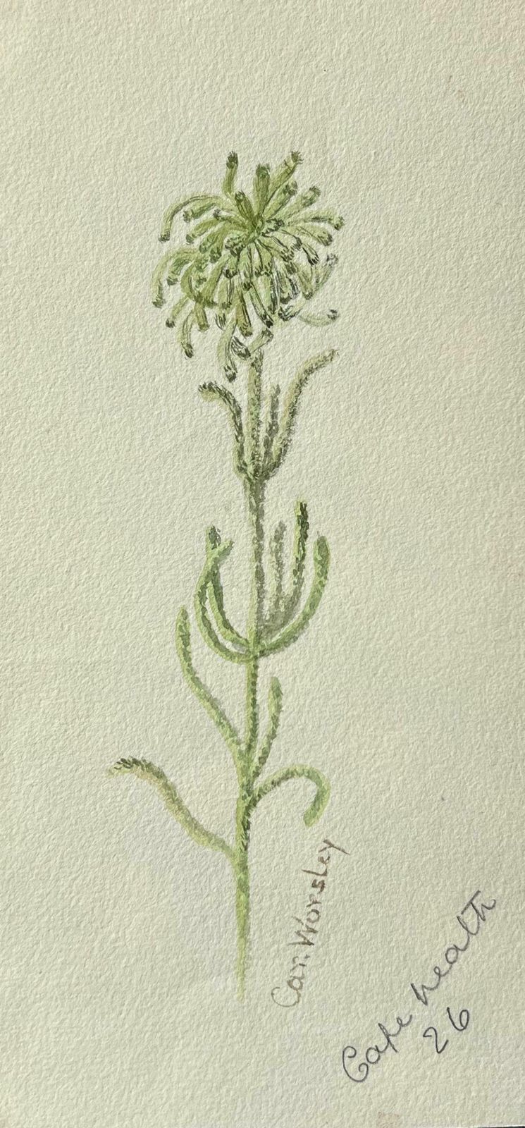 Caroline Worsleyfine Antique British Botanical Painting Green Tall Plantc.1900's photo furniture