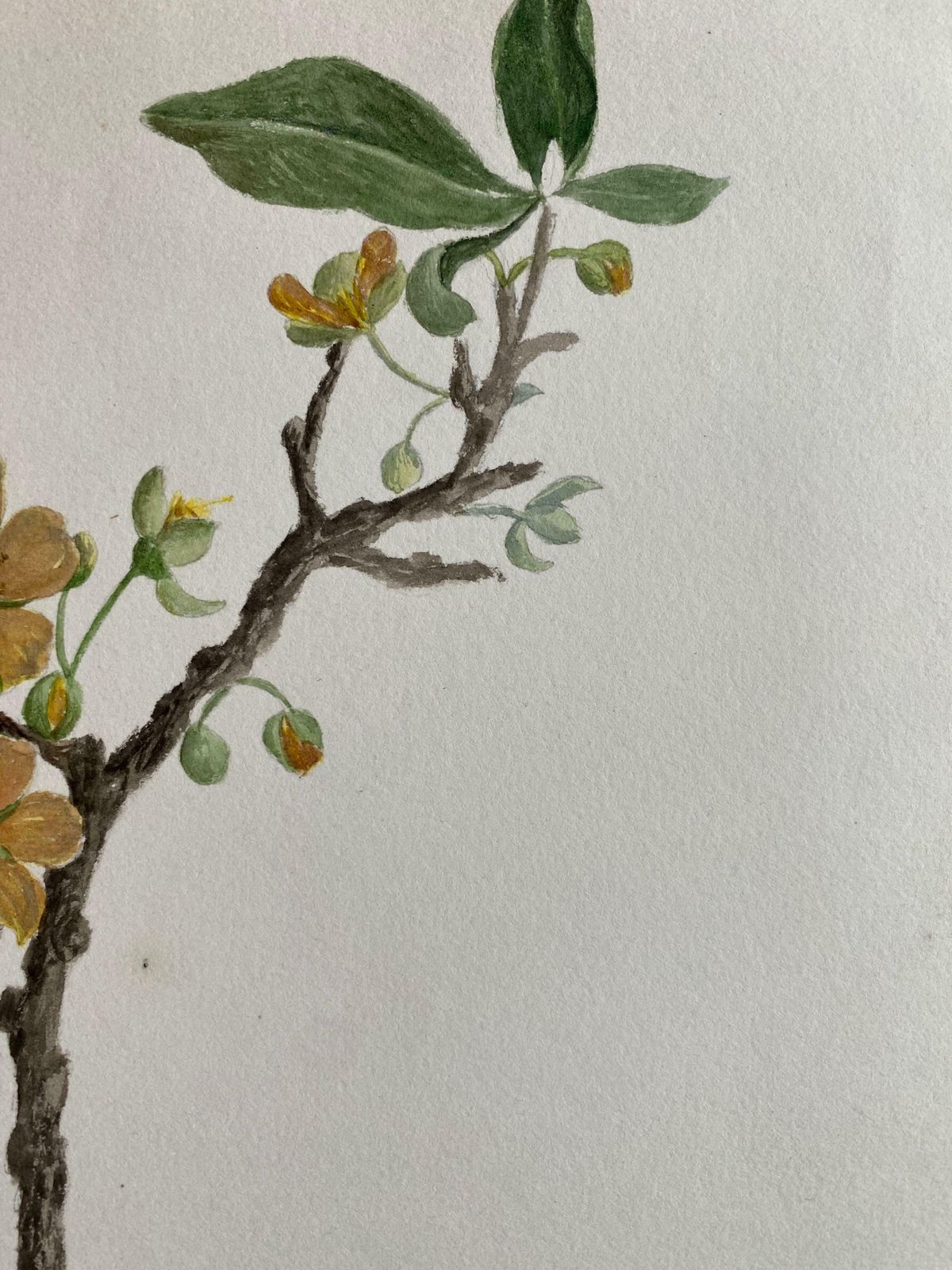 Caroline Worsleyfine Antique British Botannical Watercolour Painting, Circa 1900's C.1900's photo furniture