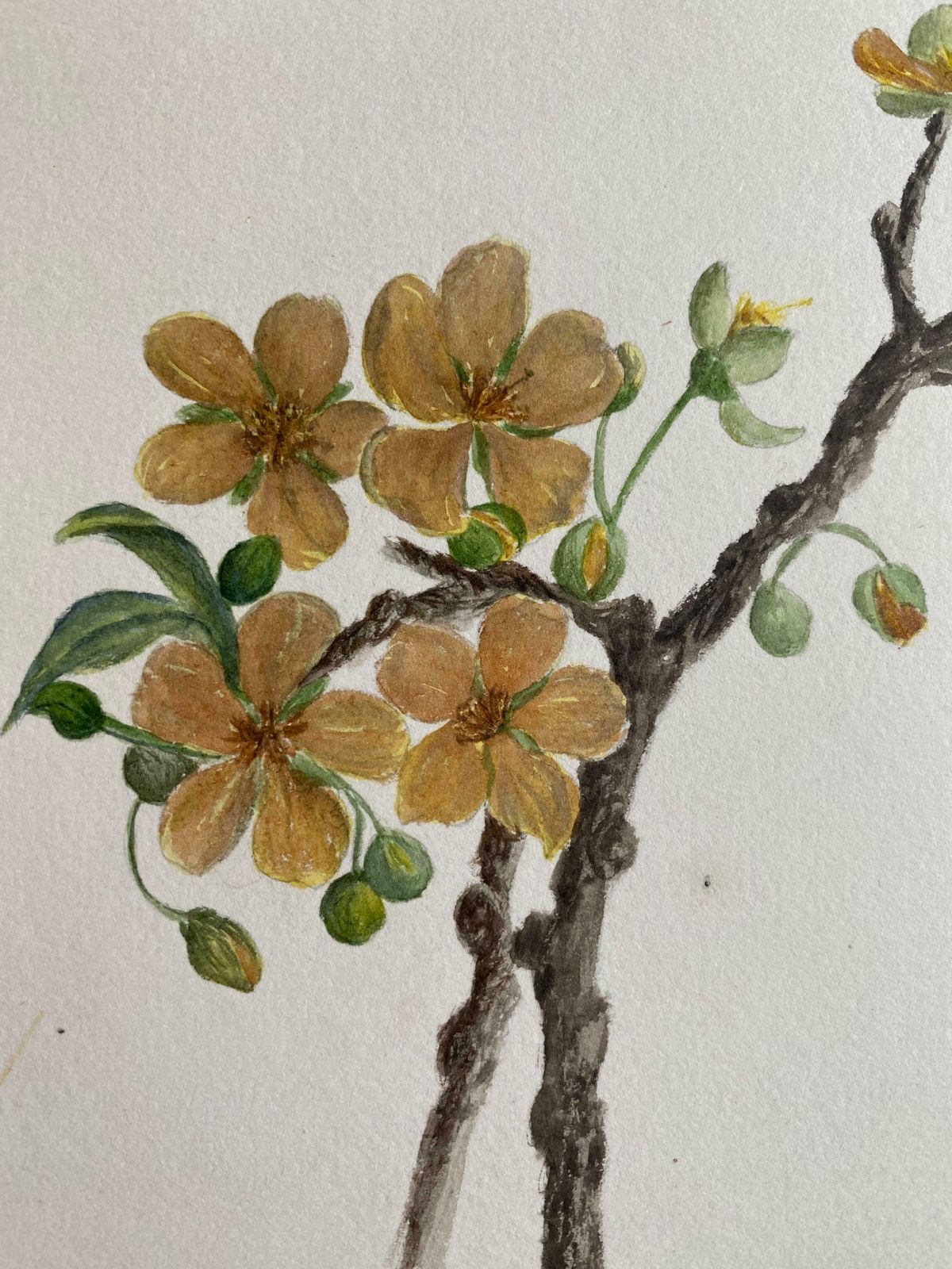 Caroline Worsleyfine Antique British Botannical Watercolour Painting, Circa 1900's C.1900's photo Art