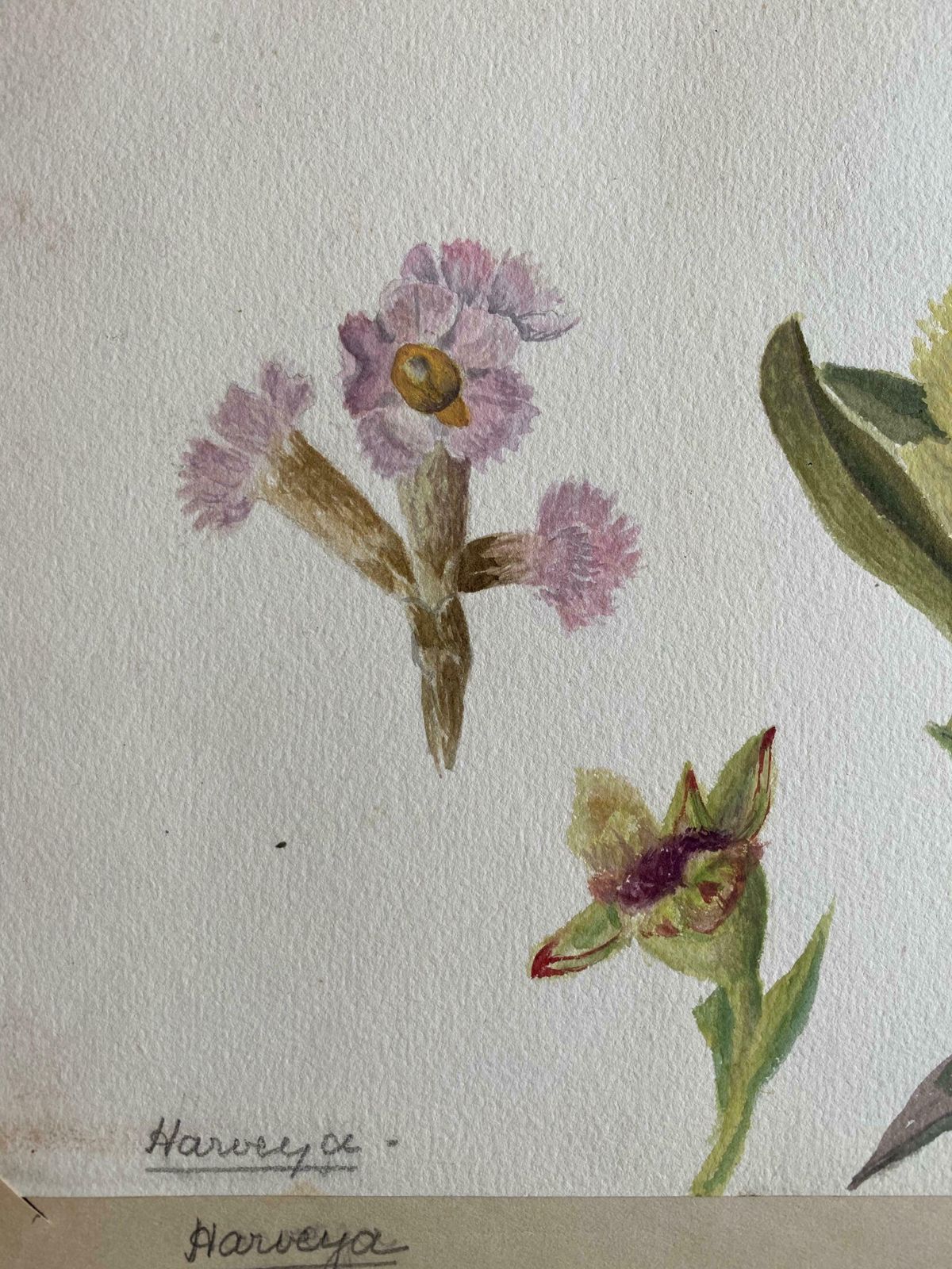 Caroline Worsleyset Of Two Fine Antique British Botannical Watercolour Painting, Circa 1900's C.1900's photo Art