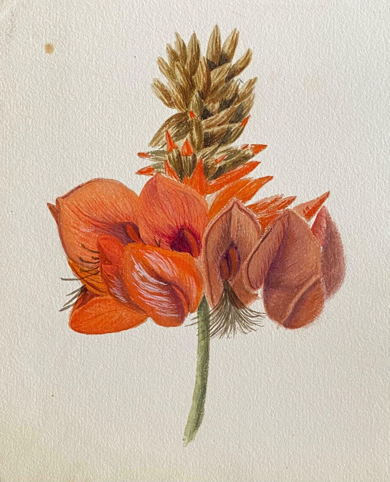 Caroline Worsleyfine Antique British Botannical Watercolour Painting, Circa 1900'sc.1900's