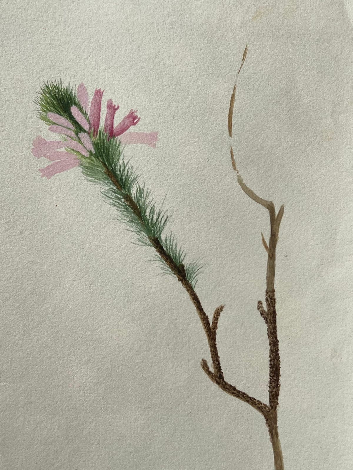 Caroline Worsleyfine Antique British Botanical Painting Pink Bristle Flowerc.1900's photo for sale