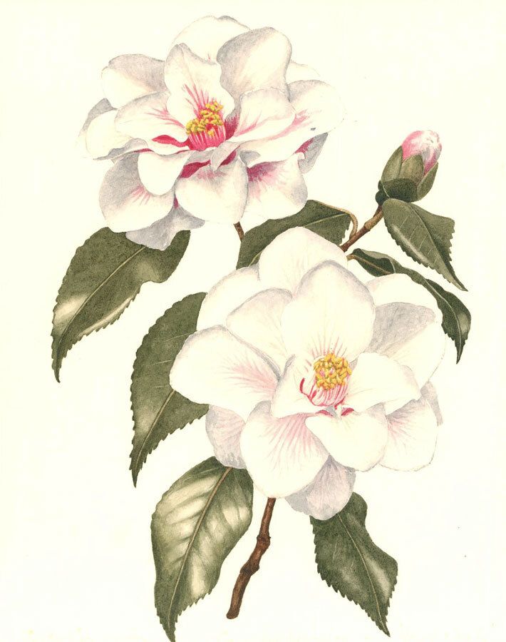 Leslie C.  Mid 20th Century Watercolour, White Camellia
