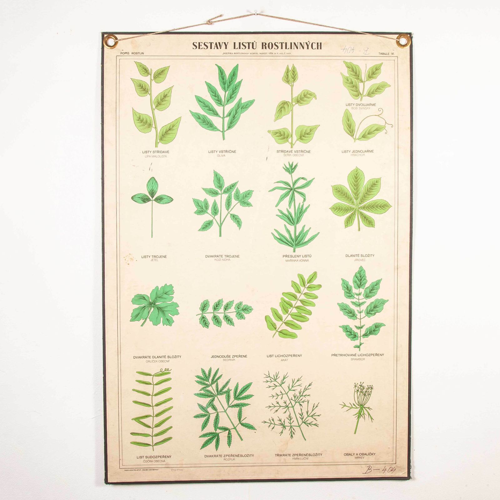 Early 20th Century Educational Chart – Rigid Chart Plants photo furniture
