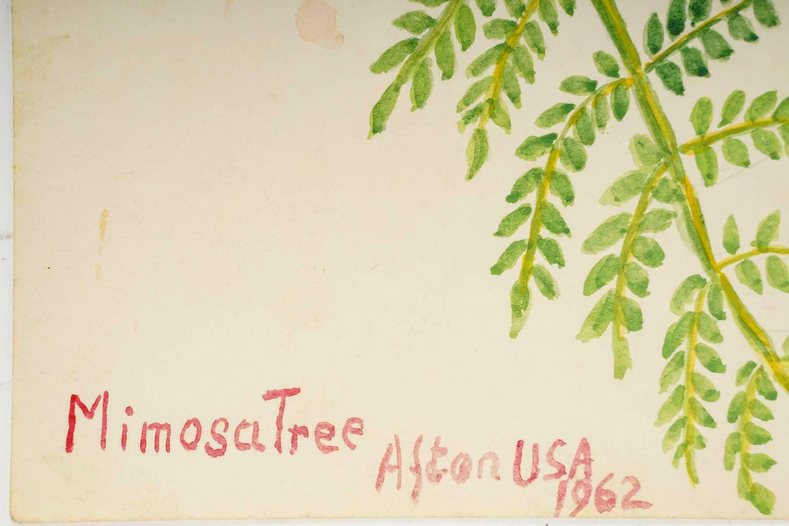 Small  American Watercolour Of Fowers, 20th Century. photo for sale