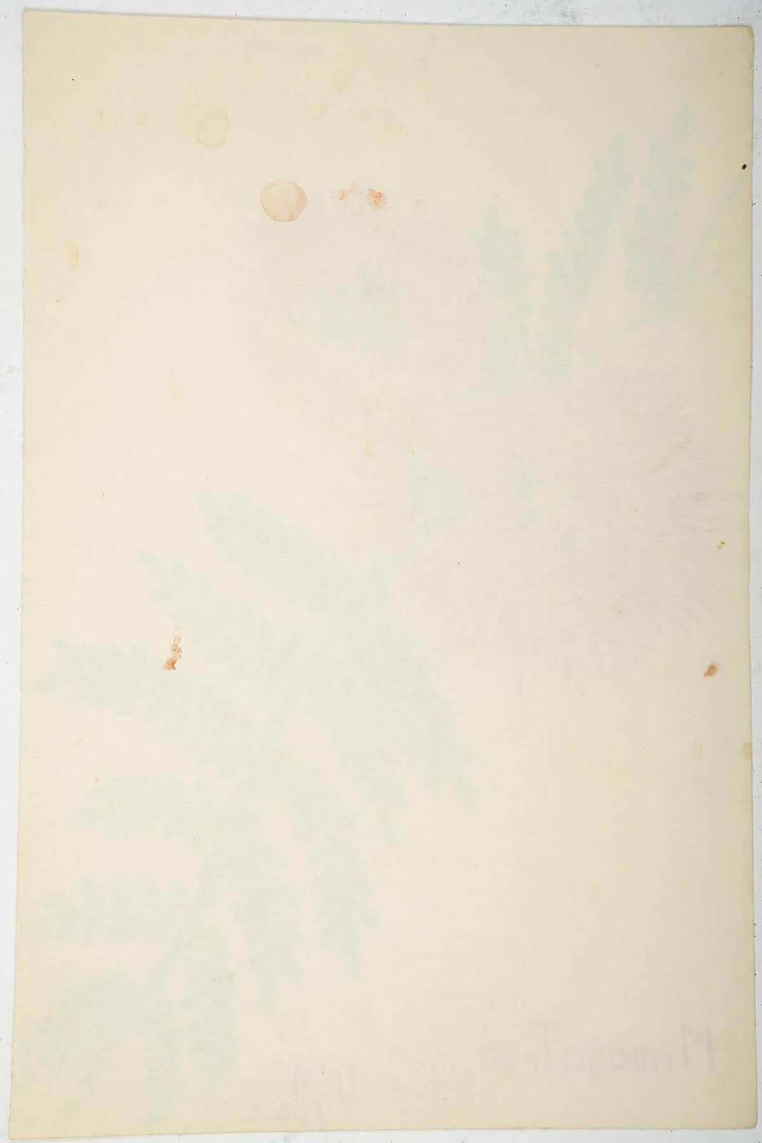 Small  American Watercolour Of Fowers, 20th Century. photo Art