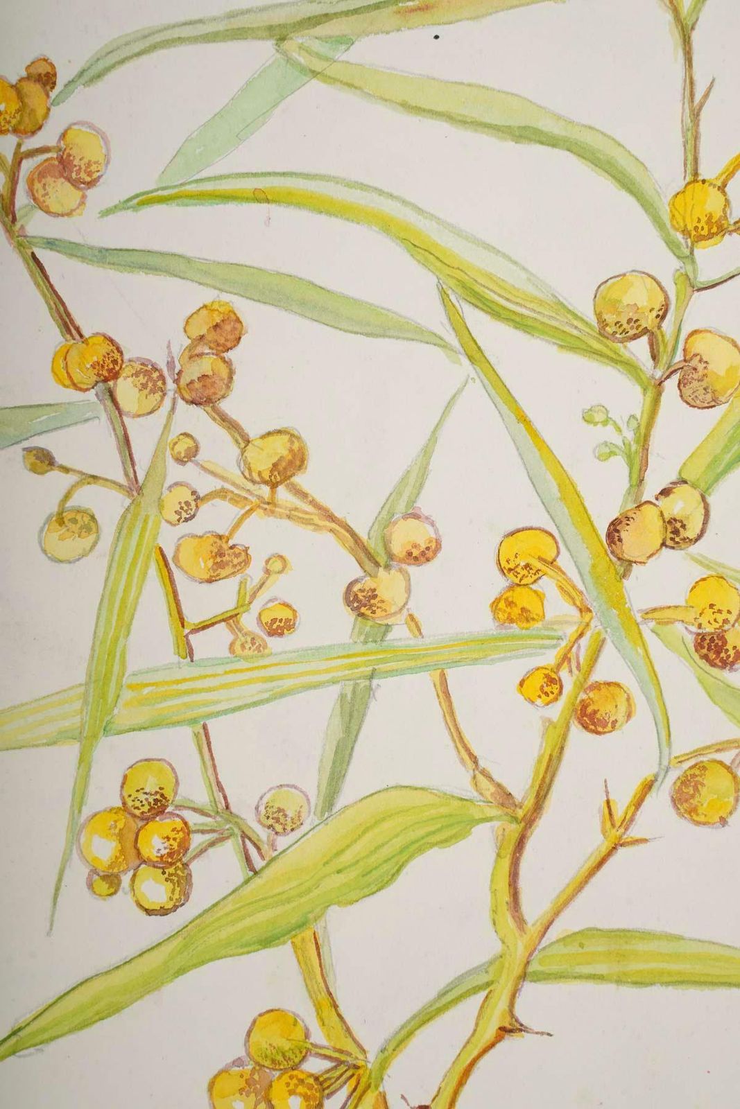 Double Sided Watercolour Drawing Of Plants, 20th Century. photo furniture