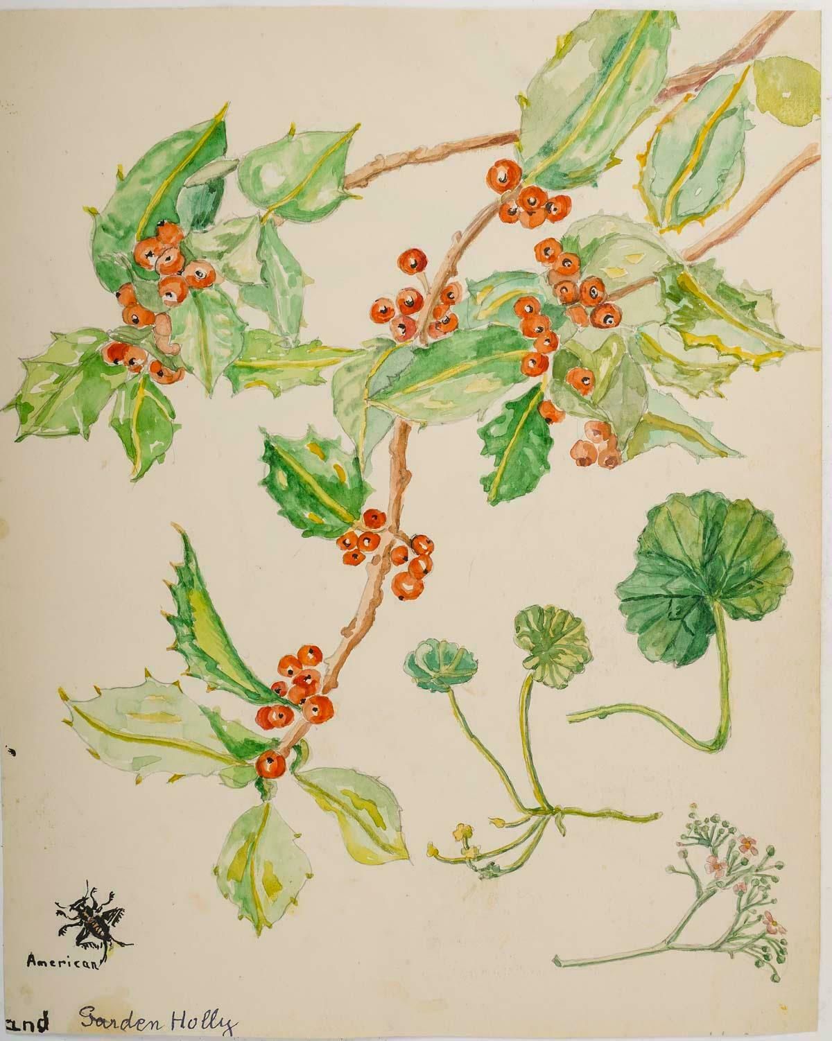 Double Sided Watercolour Drawing Of Plants, 20th Century. photo Art