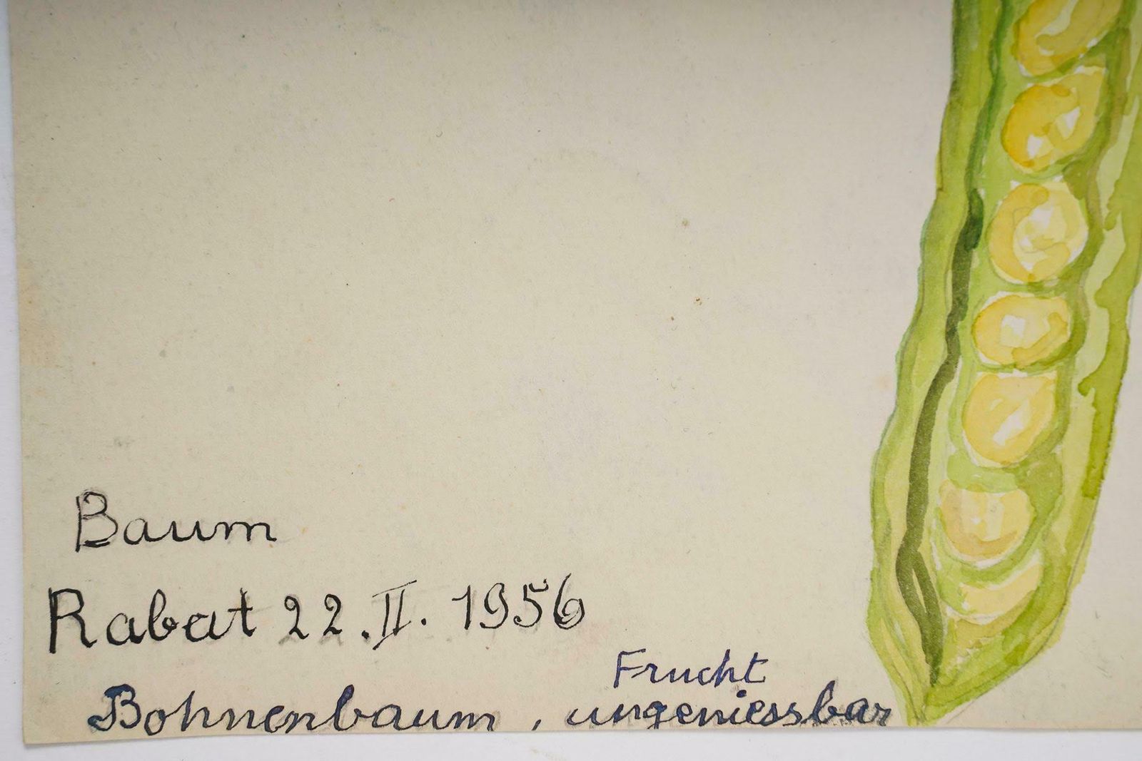 Double Sided Watercolour Of Plants, England Wales, 20th Century. photo vintage