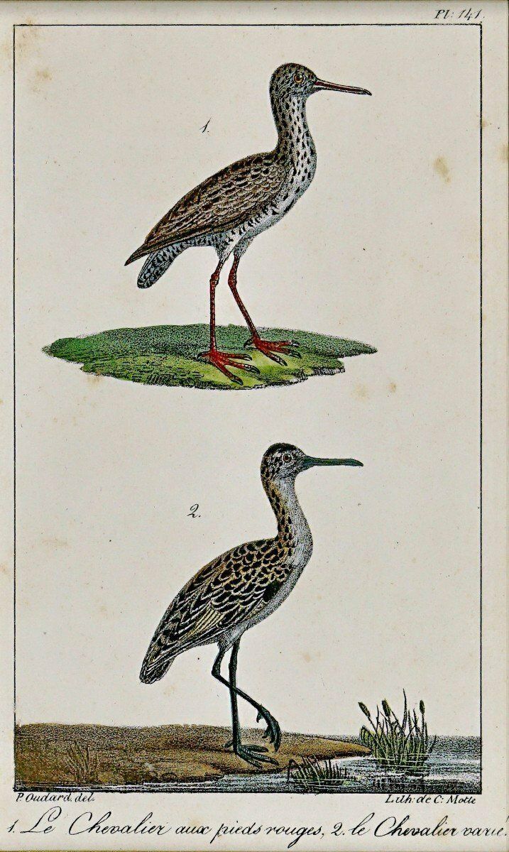 Bird Engraving   The Red Footed Sandpiper And The Ruffed Sandpiper   Ep. Early 19th Century photo for sale