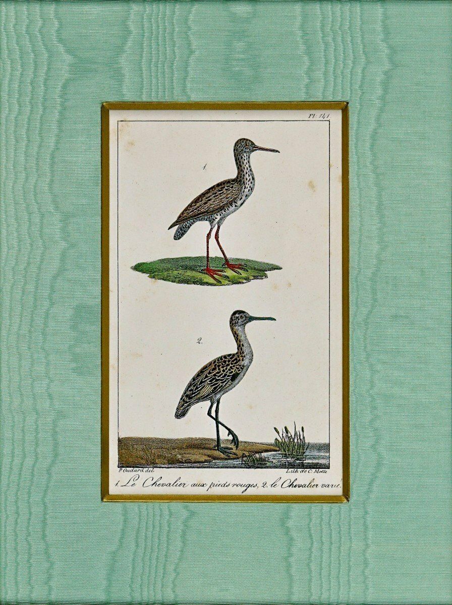 Bird Engraving   The Red Footed Sandpiper And The Ruffed Sandpiper   Ep. Early 19th Century photo Art
