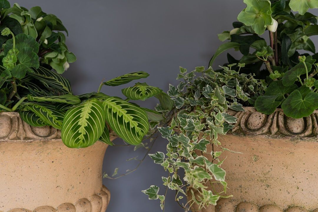 Pair Of Buff Terracotta Garden Urns photo buy