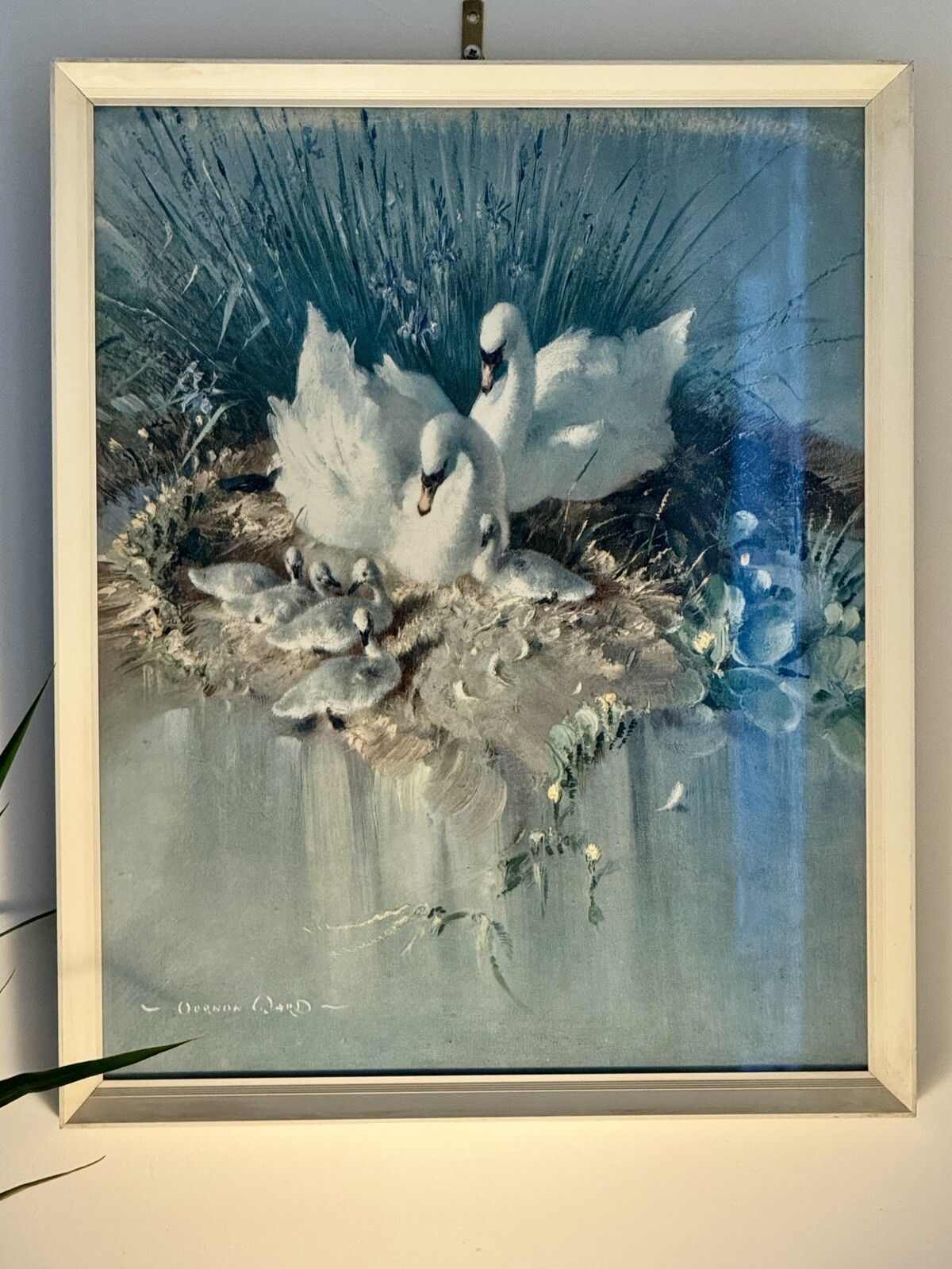 Mid Century Vernon Ward Framed & Glazed Print Swans & Cygnets “Early Days” photo 75.0