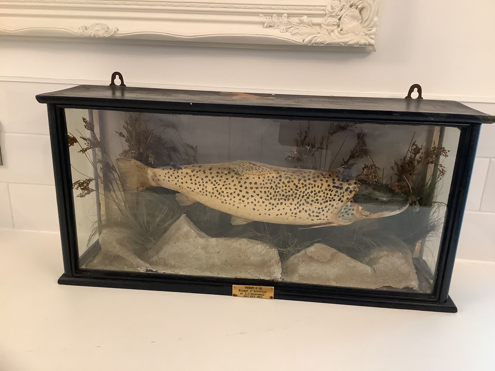 photo for sale Antique Taxidermy Brown Trout Mounted In An Ebonised Case From  An Exclusive Country House Hotel .