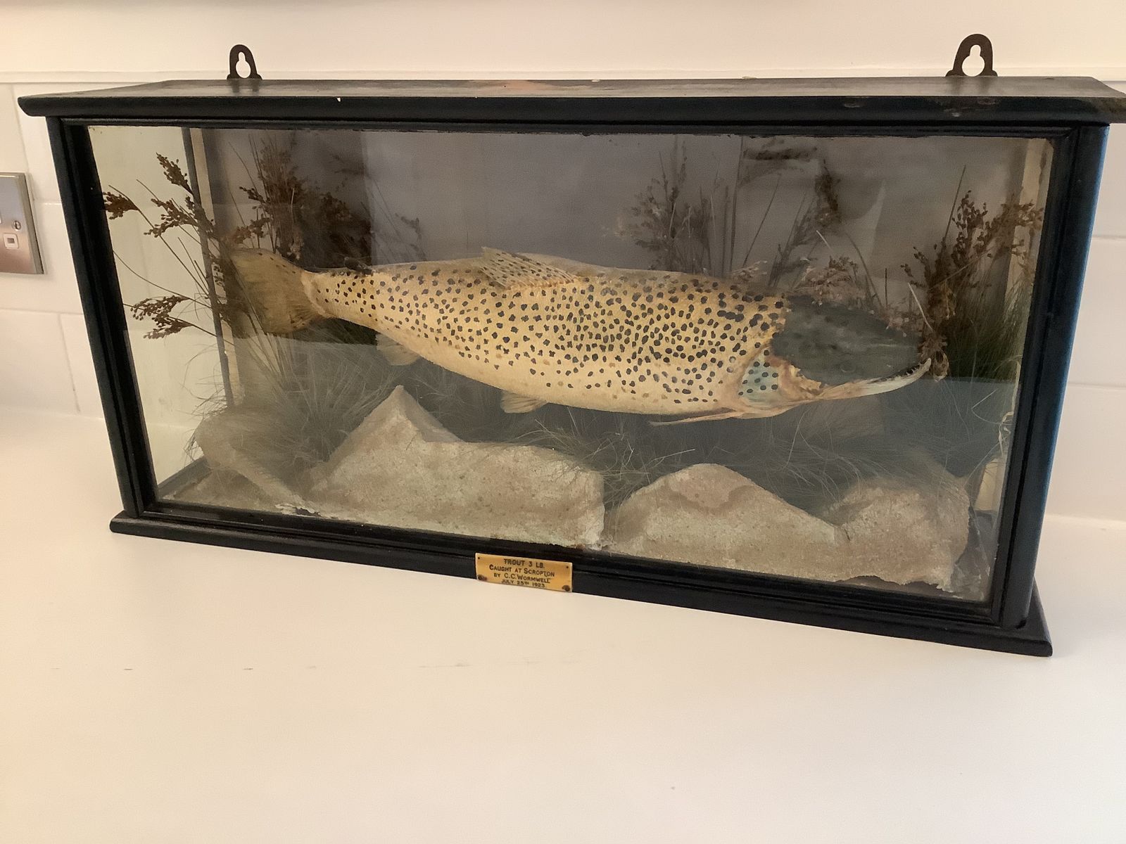 Antique Taxidermy Brown Trout Mounted In An Ebonised Case From  An Exclusive Country House Hotel .