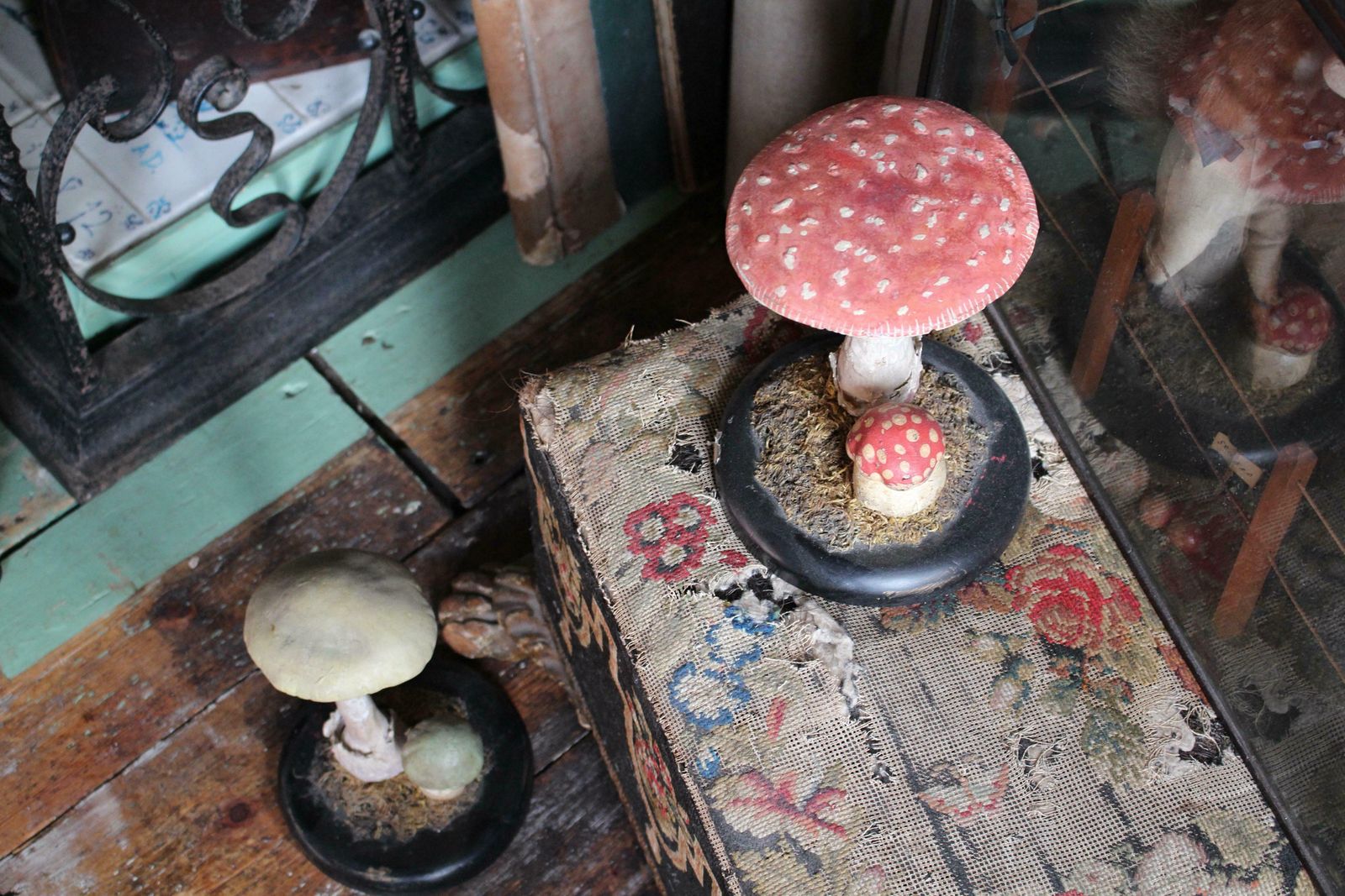Early 20th Century Death Cap & Fly Agaric Model Fungi Natural History photo Home Decor