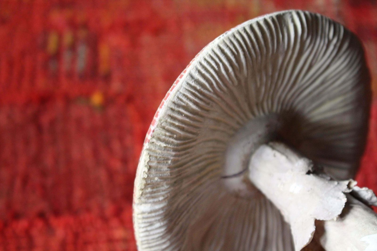 photo buy Early 20th Century Death Cap & Fly Agaric Model Fungi Natural History