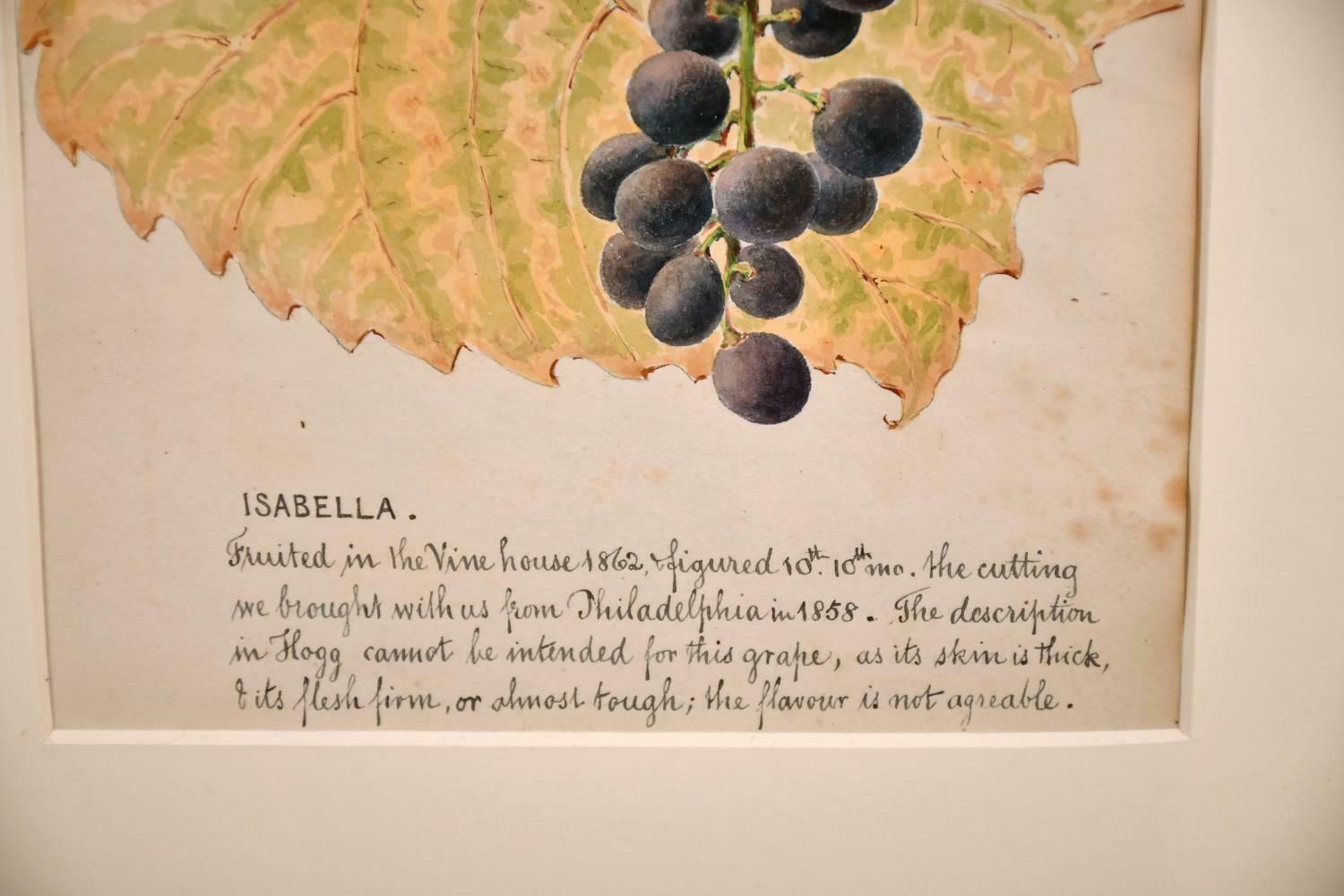 Unknownfine 1860's Botannical Watercolour Drawing   Isabella Grapes On The Vinec. 1860's photo furniture