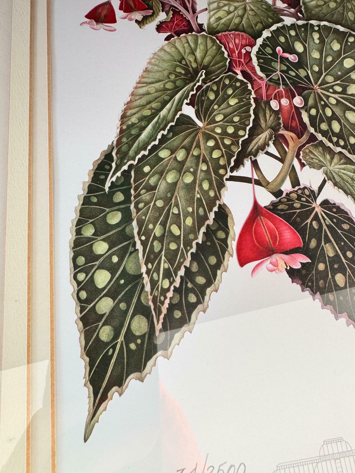 Limited Edition Print, Framed Botanical Print, Artist Signed Print photo 70.0