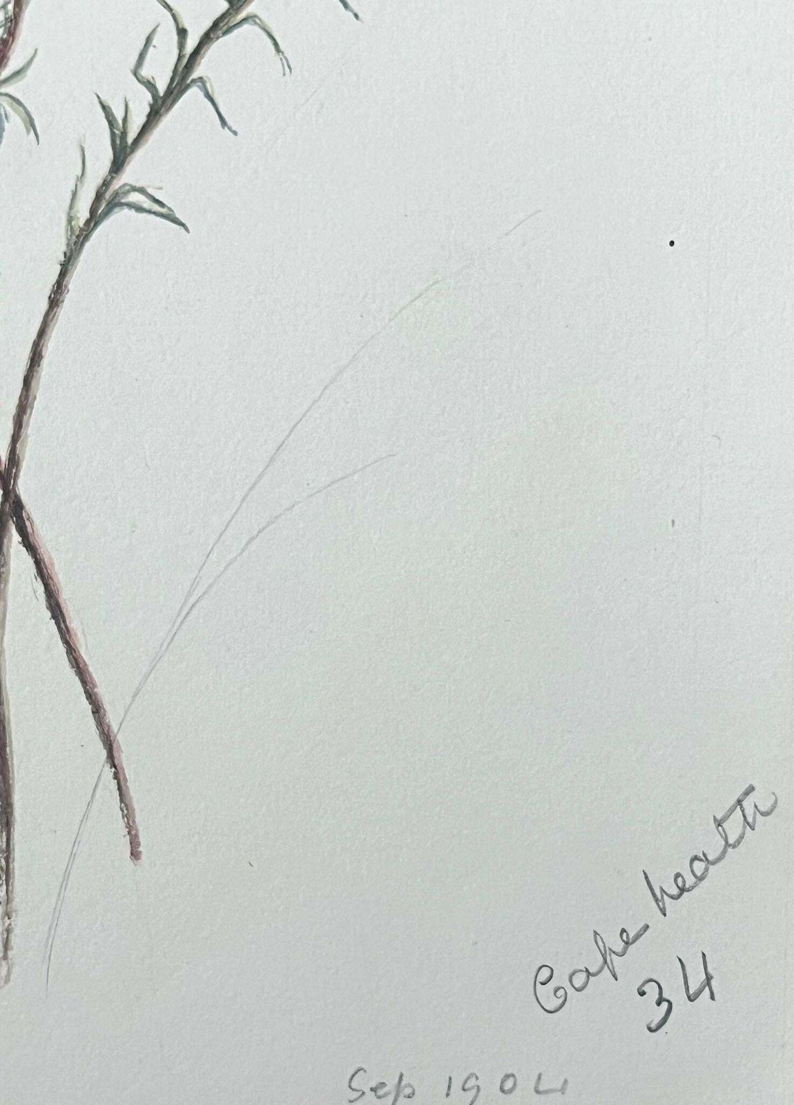 Caroline Worsleyfine Antique British Botanical Painting Yellow Aotus Ericoides Flower C.1900's photo Art