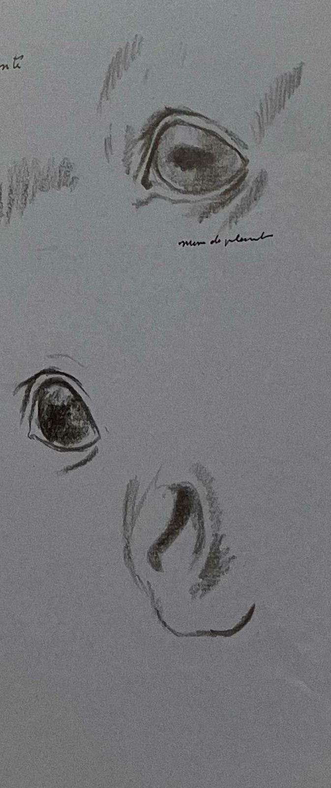 Robert Ladouoriginal French Anatomical Pencil Study Of A Horse's Eye's And Nose20th Century photo 509.0