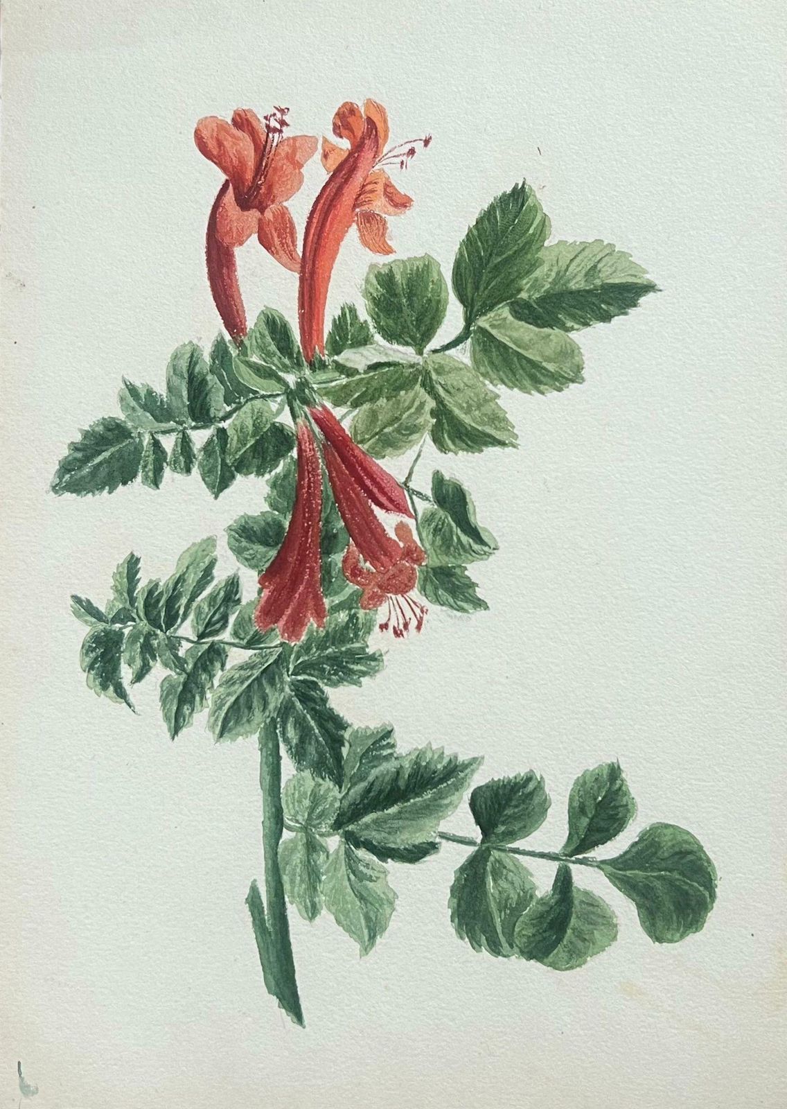 Caroline Worsleyfine Antique British Botanical Painting Red Honey Suckle Flower Green Vinesc.1900's photo furniture