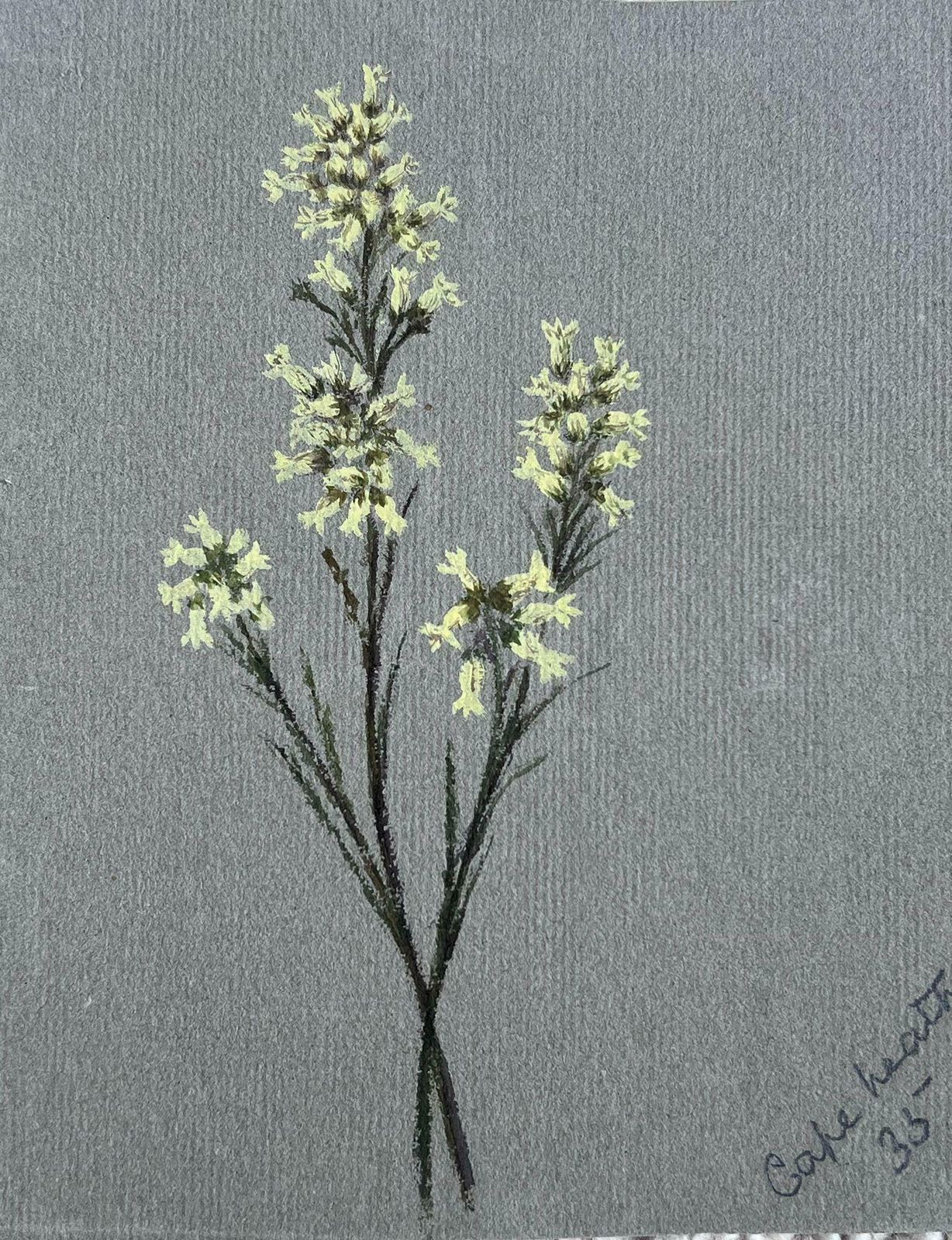 Caroline Worsleyset Of Two Fine Antique British Botanical Paintings Yellow And White Flowerc.1900's photo furniture