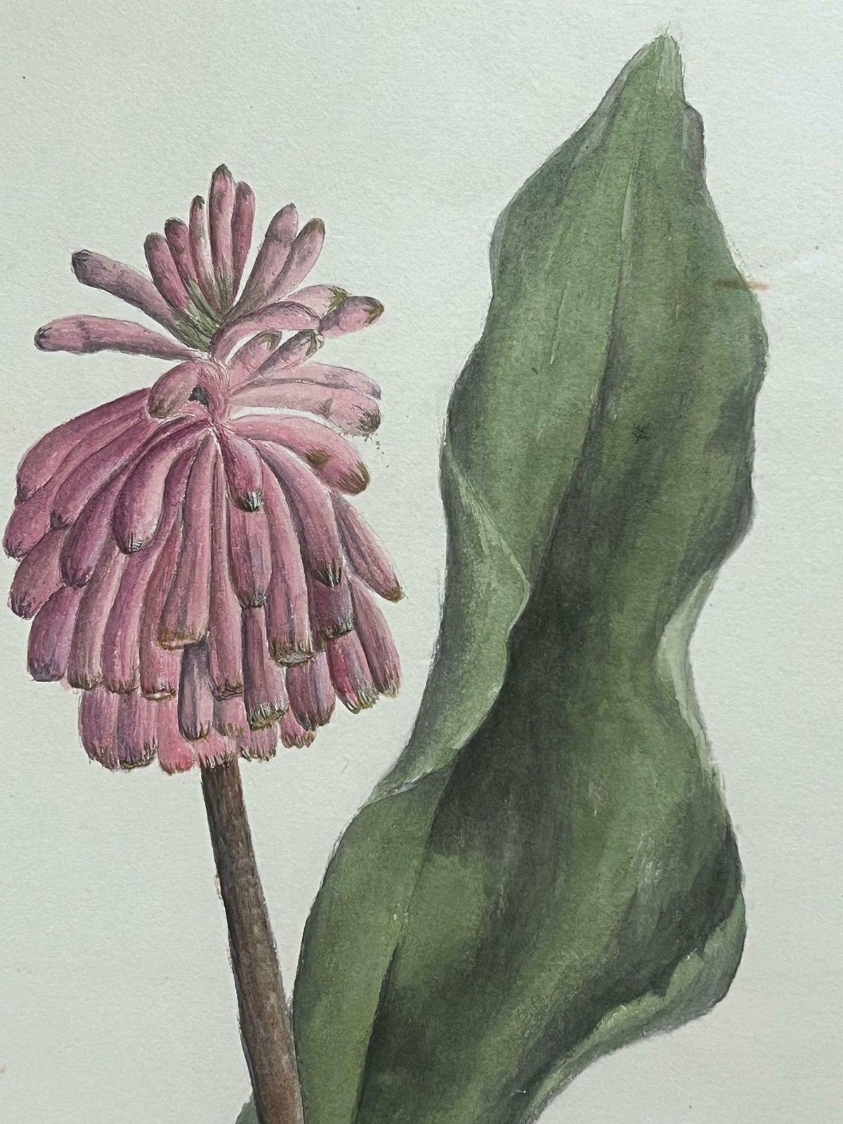 Caroline Worsleyfine Antique British Botanical Painting Pink Veltheimia Capensis Flower C.1900's photo for sale