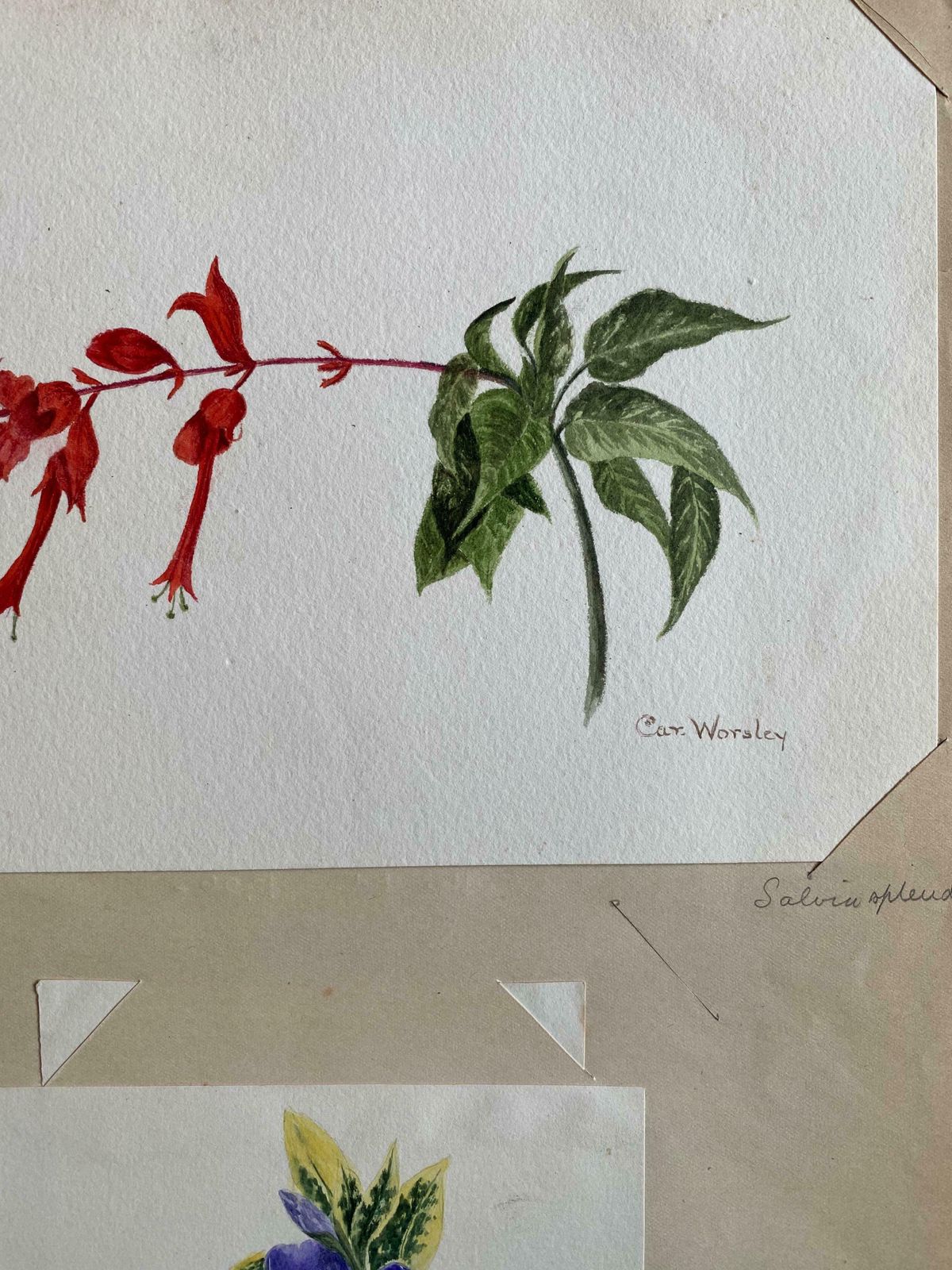 Caroline Worsleyset Of Two Fine Antique British Botannical Watercolour Paintings, Circa 1900's C.1900's photo for sale