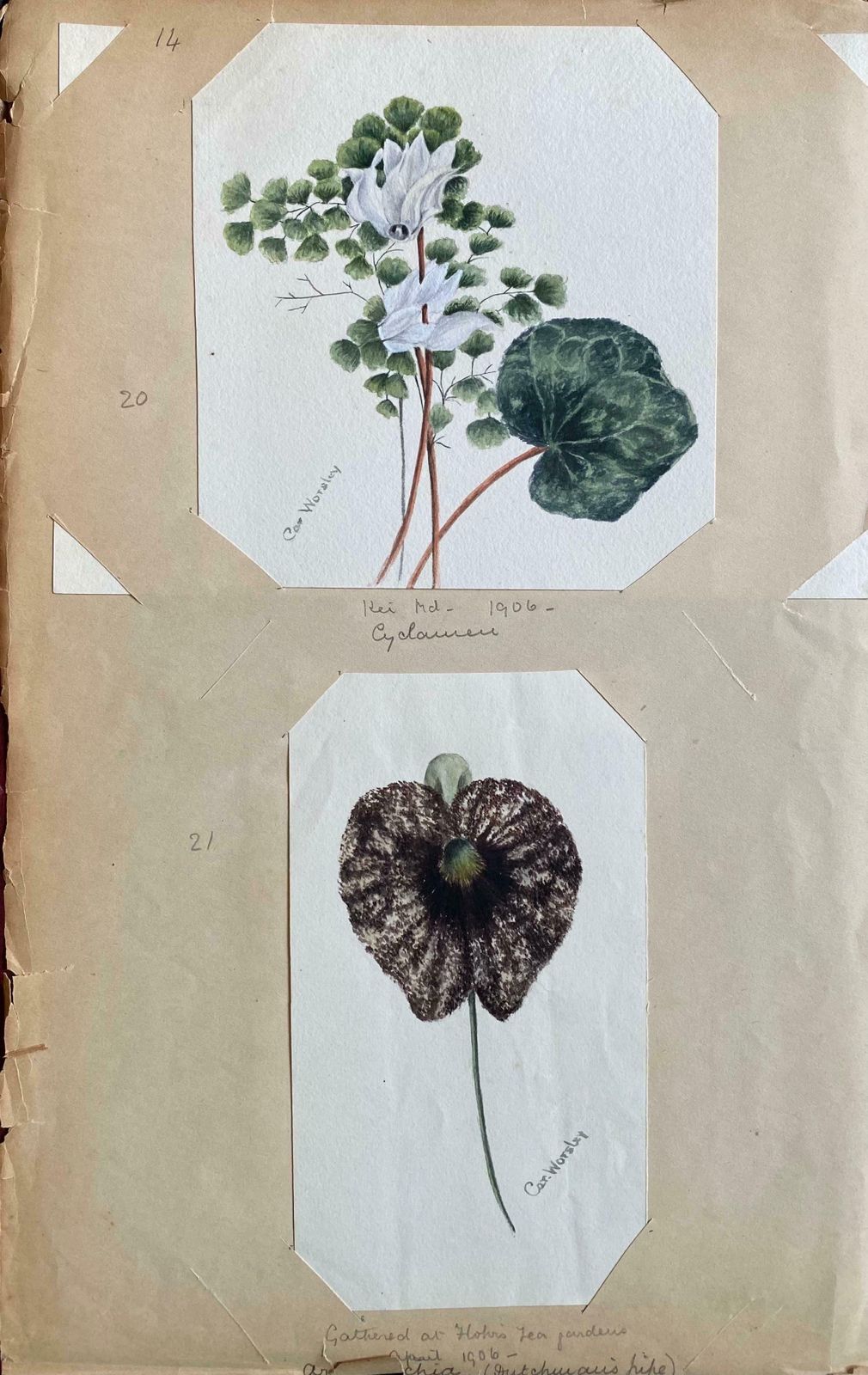 Caroline Worsleyset Of Two Fine Antique British Botannical Watercolour Paintings, Circa 1900's C.1900's photo buy