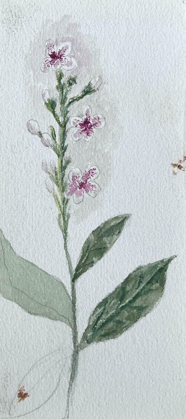 Caroline Worsleyset Of Two Fine Antique British Botanical Paintings Pink Flower Sketchc.1900's photo furniture