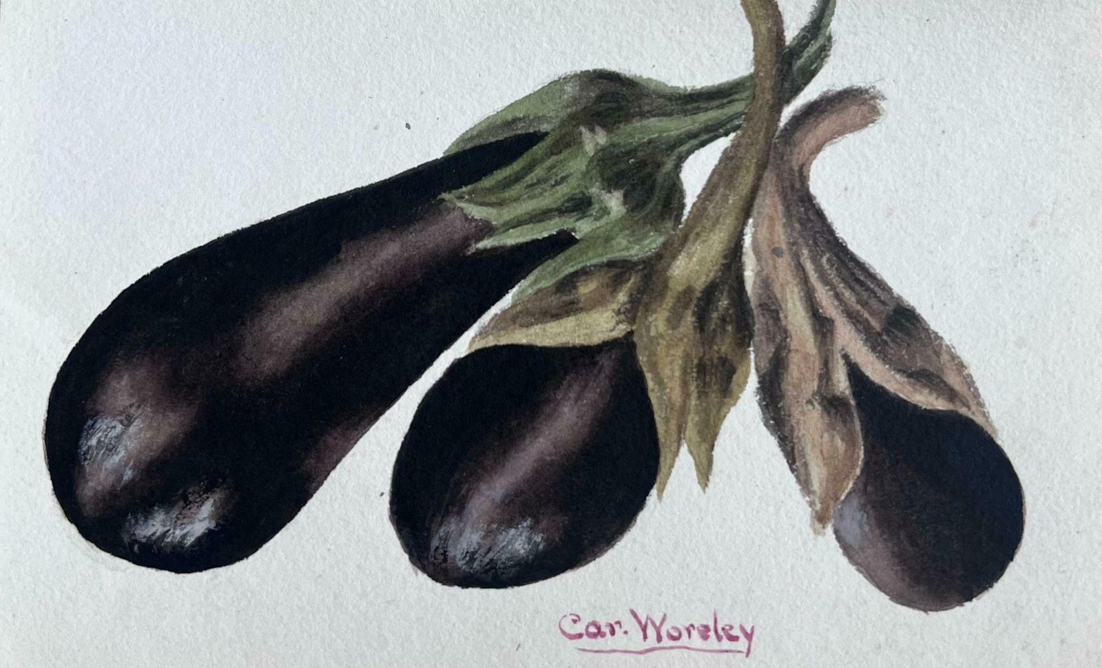 Caroline Worsleythree Egg Plants Vegetable Fine Antique British Paintingc.1900's