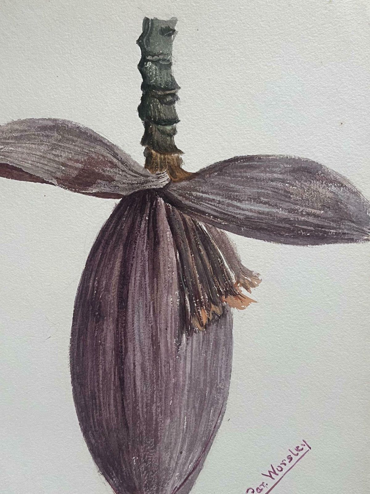Caroline Worsleyfine Antique British Botanical Painting Cacao Banana Fruit Plant Flowerc.1900's photo for sale