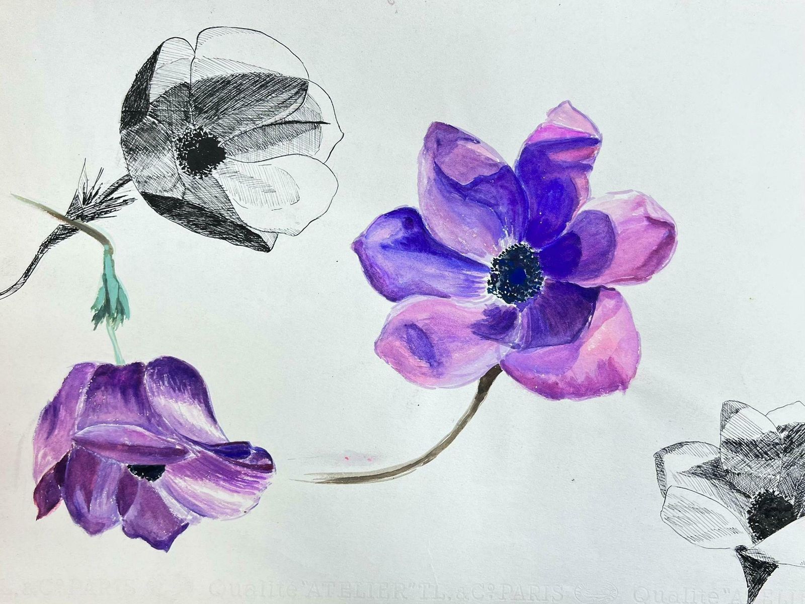 Josine Vignonmid Century French Illustration Sketch Of A Vibrant Purple Peony Flower1960's photo 305.0