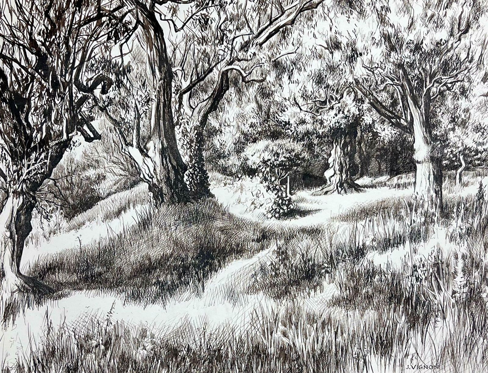 Josine Vignon1950s Black & White Ink Drawing Olive Tree Renoirs Garden Cagnes Sur Mer1950s