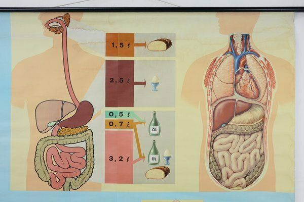 Mid Century School Map Of Digestion, Germany, 1960s photo for sale