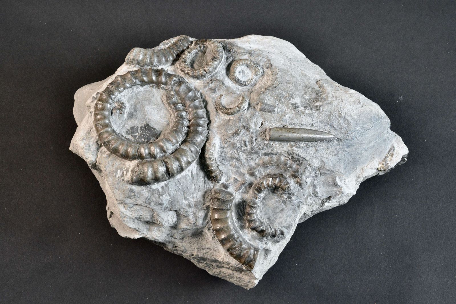 A Large Fossil Hteromorph Ammonite Deathbed Specimen.