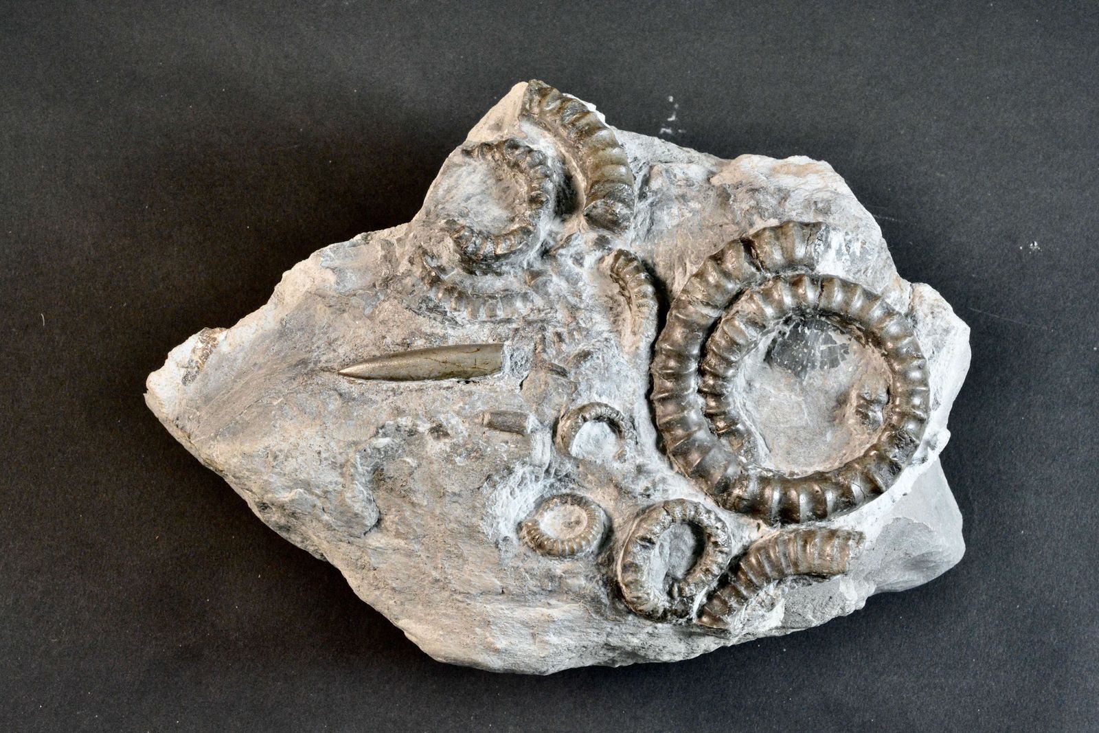 A Large Fossil Hteromorph Ammonite Deathbed Specimen. photo furniture