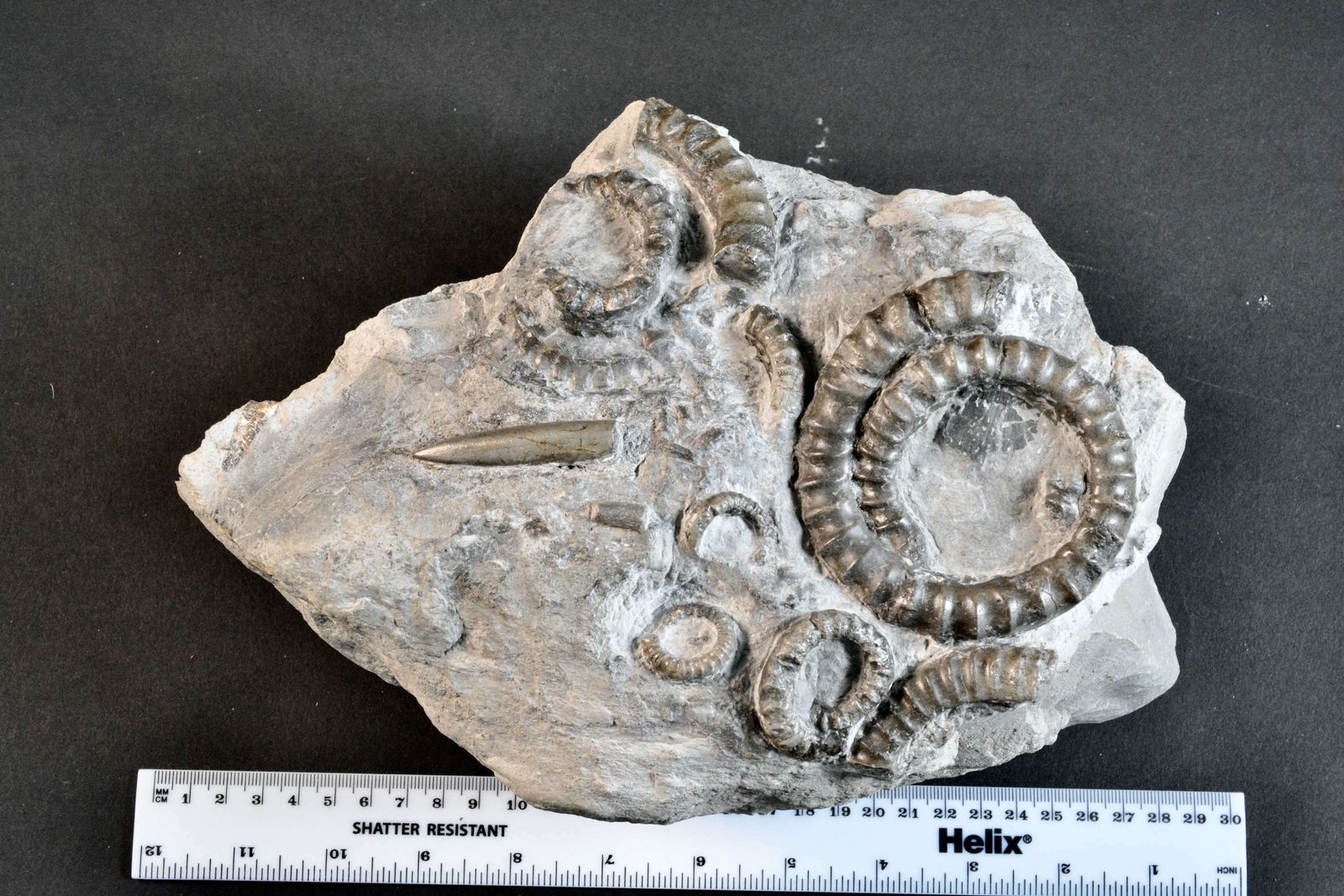 A Large Fossil Hteromorph Ammonite Deathbed Specimen. photo for sale